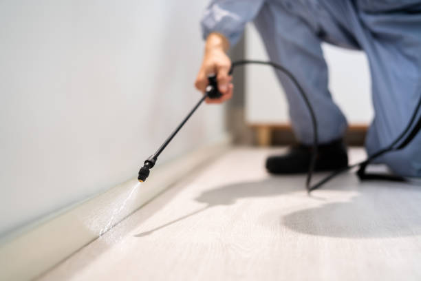 Licensed Wasp Removal service in Mundelein, IL - Show Me Pest Control