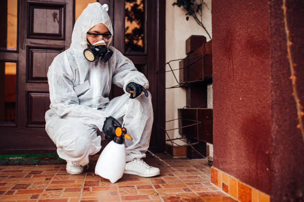 Reliable Wasp Removal contractor in Mundelein, IL by Show Me Pest Control